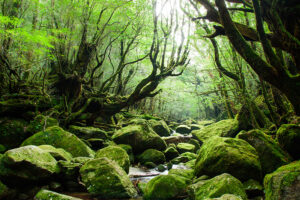 屋久島町