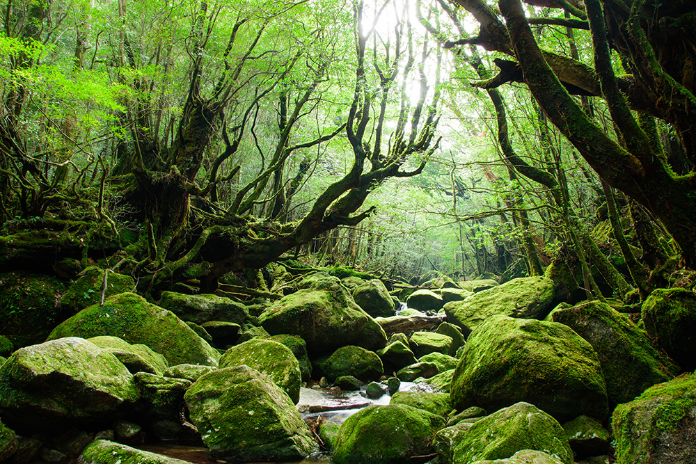 屋久島町